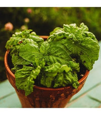 Large crinkled leaves of Lettuce Leaf Basil on mature Pflanze