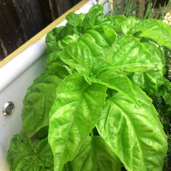 Lettuce Leaf Basil Blumen attracting pollinators