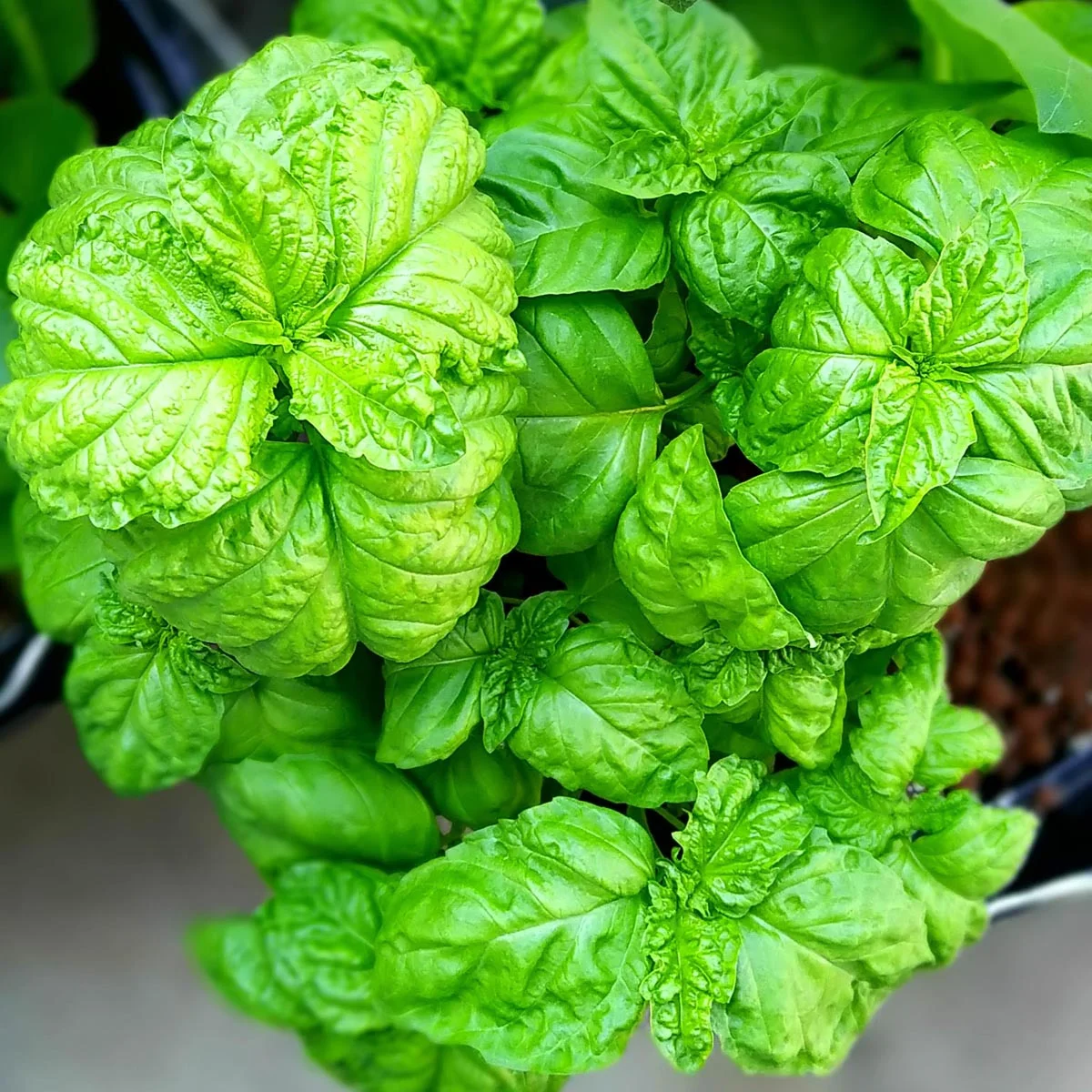 Lettuce Leaf Basil Samen Ocimum basilicum ornamental Kraut