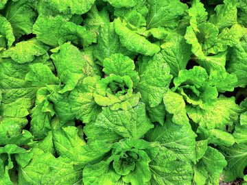 Packet of Lettuce Leaf Basil Kraut Samen for Aussaat