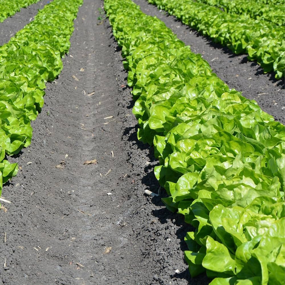 Healthy lettuce pflanzen thriving in raised bed garten