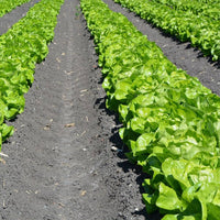 Healthy lettuce pflanzen thriving in raised bed garten