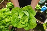 Closeup of high-quality lactuca sativa lettuce samen