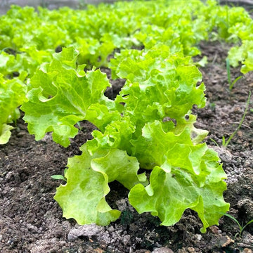 Lettuce samen für aussaat in home gardens