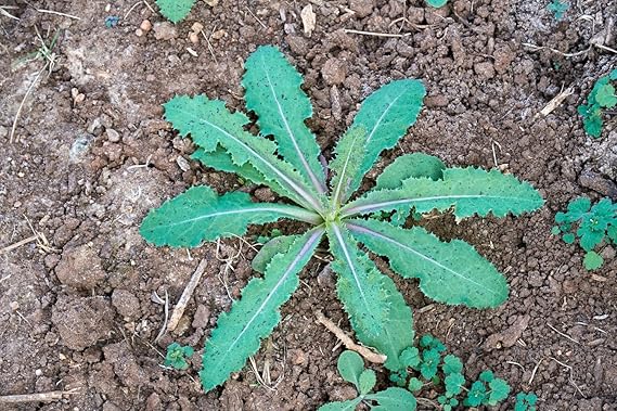 Wild lettuce samen germination seedlings garten