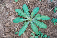 Wild lettuce samen germination seedlings garten