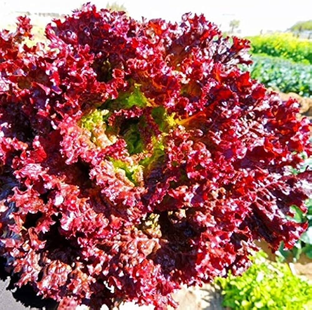 Lettuce samen für home garten aussaat