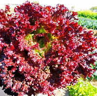 Lettuce samen für home garten aussaat