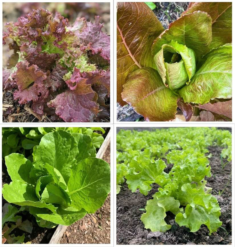 Lettuce Blumensamen zur Aussaat – leuchtend – Traditionssorte & ohne Gentechnik Samen Hausgarten
