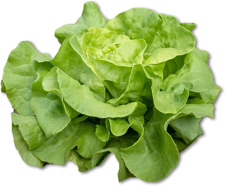 Lettuce pflanzen wachsend in a home gemüse patch