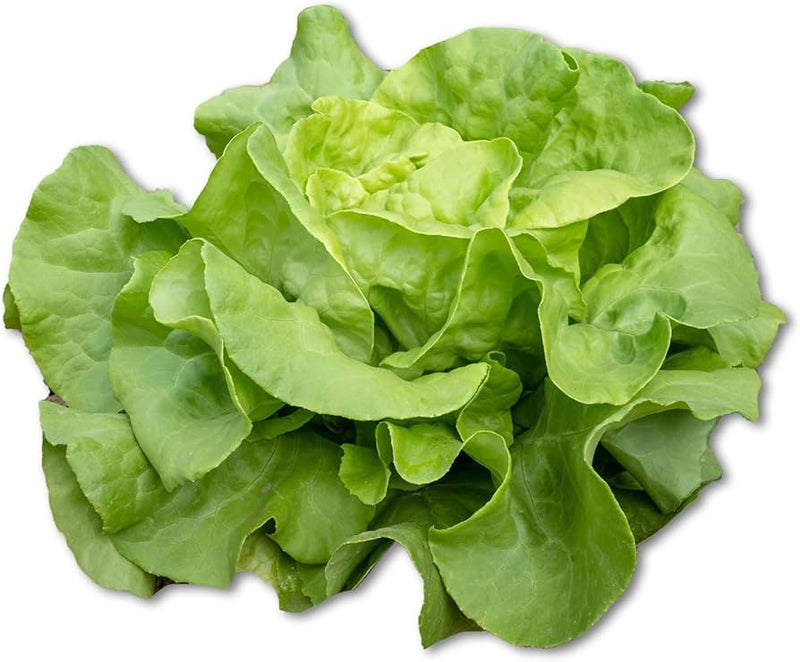 Lettuce pflanzen wachsend in a home gemüse patch