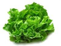 Lettuce Gemüsesamen for planting