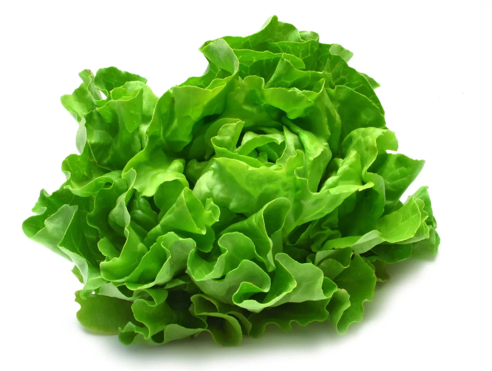 Mixed Lettuce Samen zum Pflanzen