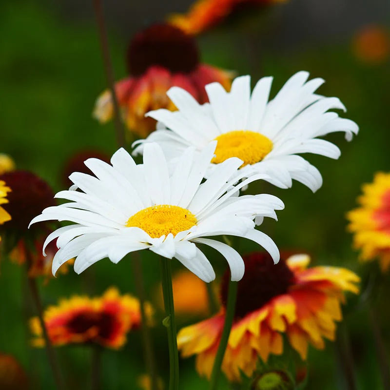 Leucanthemum Shasta Blumensamen zur Aussaat – saisonal Dauerblüher – Traditionssorte & ohne Gentechnik Samen Hausgarten