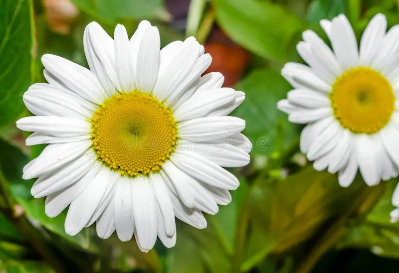 Weiß Leucanthemum Blumen – Samen Flourishing Blüten