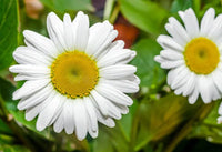 Weiß Leucanthemum Blumen – Samen Flourishing Blüten