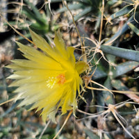 Gelb Leuchtenbergia Pflanze Samen zur Aussaat