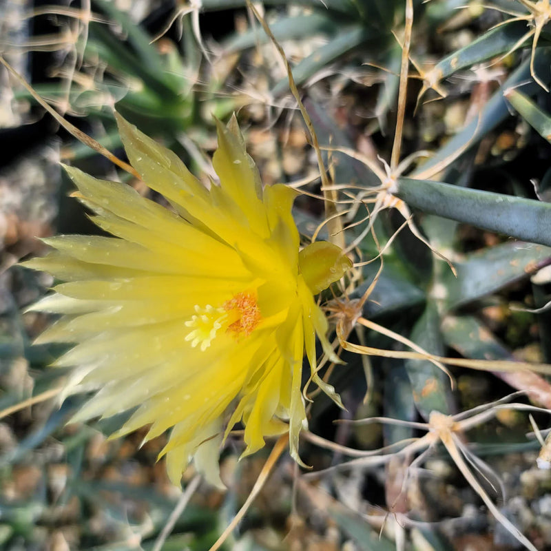 Gelb Leuchtenbergia Pflanze Samen zur Aussaat