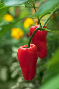 Leutschauer paprika capsicum annuum samen für aussaat