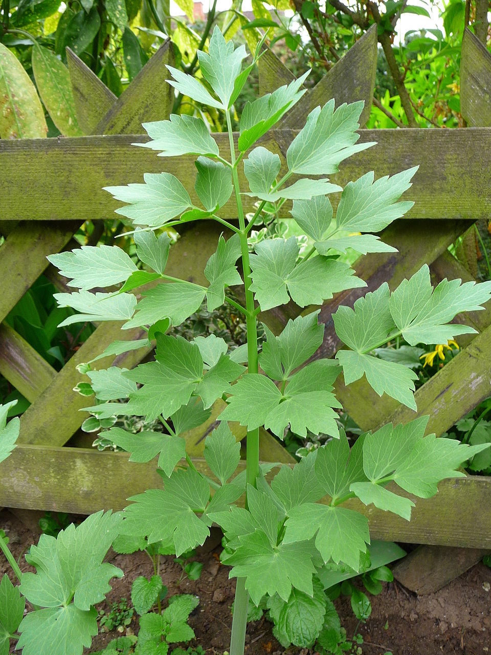Levisticum officinale Lovage grown in raised Garten beds