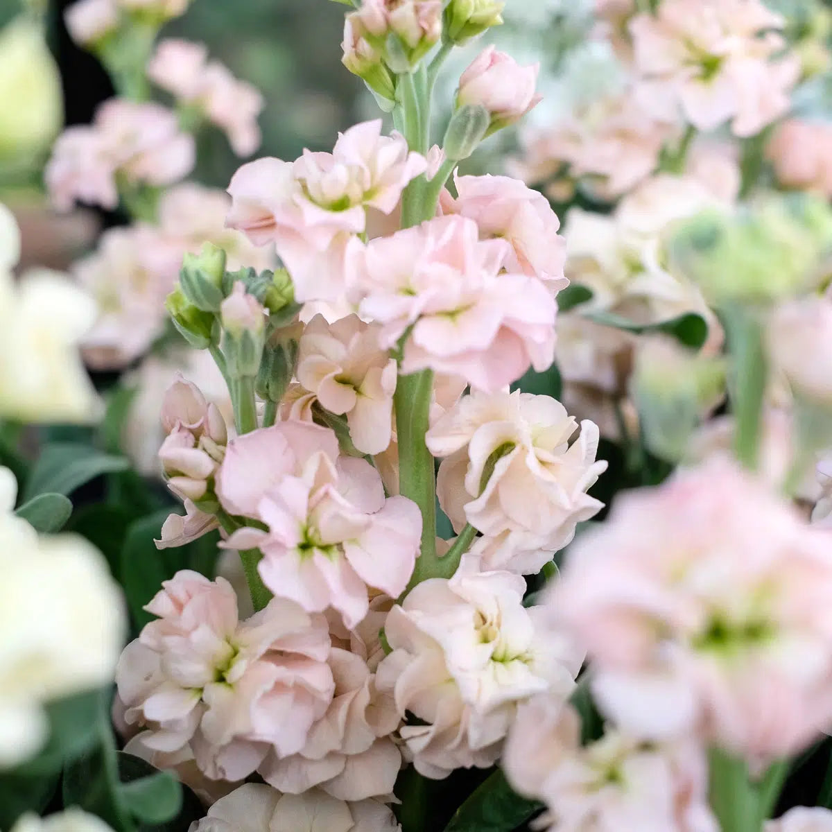 hell Rosa Levkoje Incana Blumensamen zur Aussaat leuchtend Traditionssorte & ohne Gentechnik Samen Hausgarten