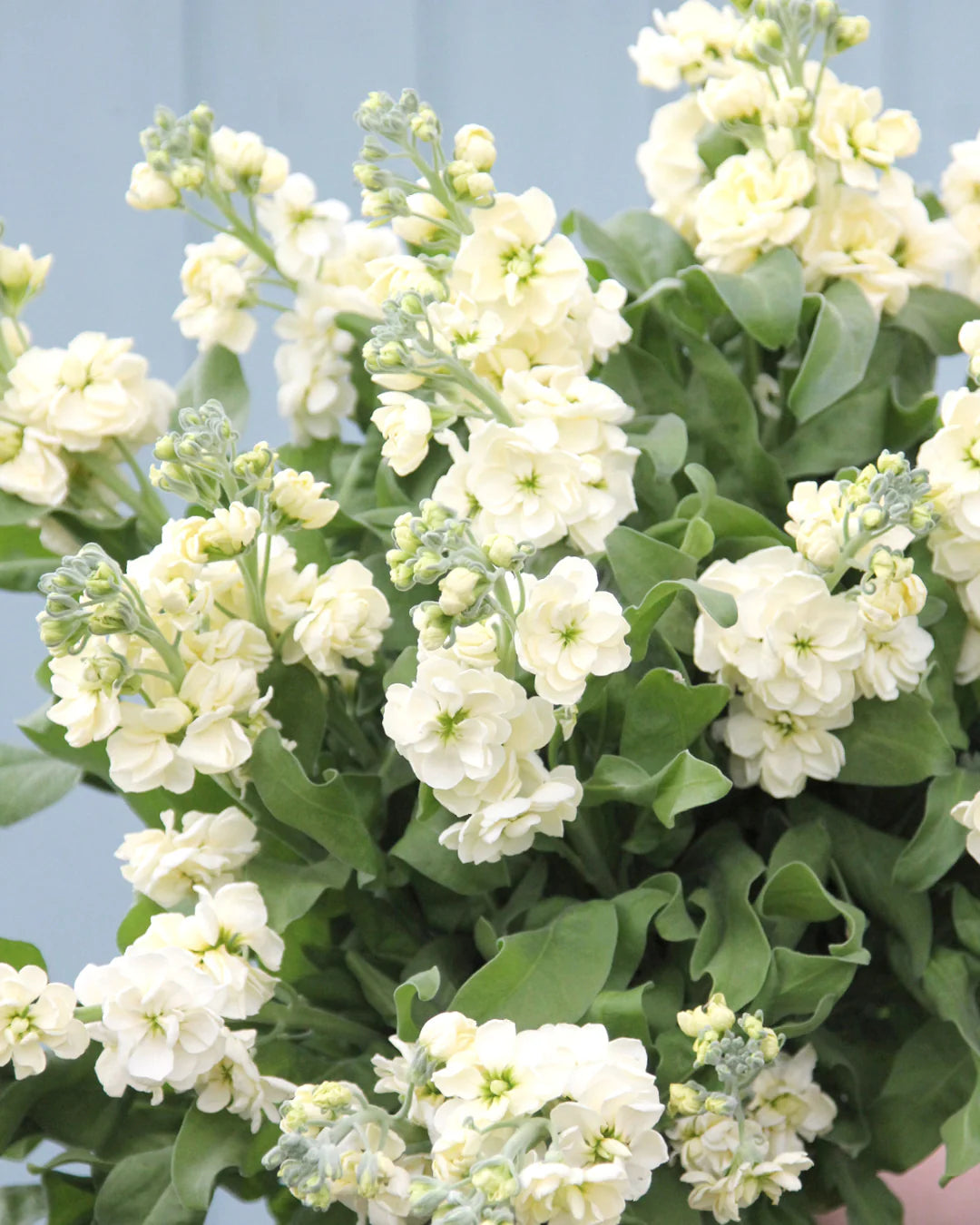 Weiß Levkoje Incana Blumensamen zur Aussaat lang Blüte Saison Traditionssorte & ohne Gentechnik Samen Hausgarten