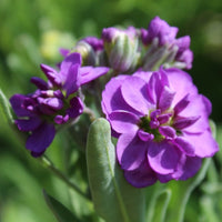Blau Levkoje Incana Blumensamen zur Aussaat – Garten beliebt – Traditionssorte & ohne Gentechnik Samen Hausgarten