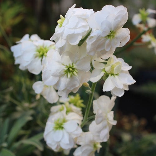 Weiß Levkoje Incana Blumensamen zur Aussaat Wildblume Mischung Traditionssorte & ohne Gentechnik Samen Hausgarten