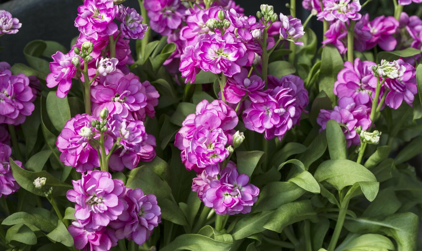 Levkoje Incana Blumensamen zur Aussaat – pflegeleicht – Traditionssorte & ohne Gentechnik Samen Hausgarten