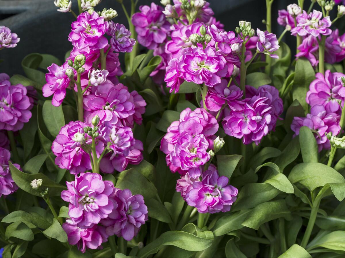 Levkoje Incana Blumensamen zur Aussaat – hochwertige Qualitäts- – Traditionssorte & ohne Gentechnik Samen Hausgarten