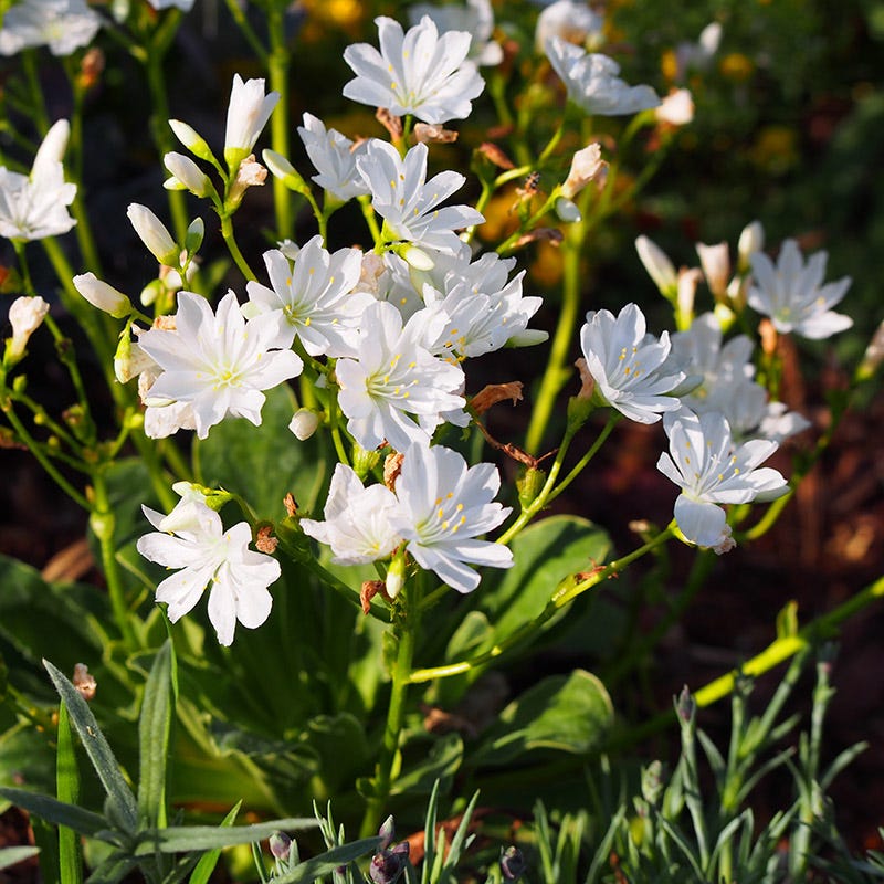 Weiß Nevada Lewisia Blumensamen zur Aussaat – Anzucht – Traditionssorte & ohne Gentechnik Samen Hausgarten