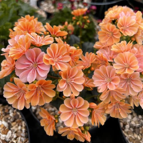 Lewisia Blumensamen zur Aussaat lang Blüte Saison Traditionssorte & ohne Gentechnik Samen Hausgarten