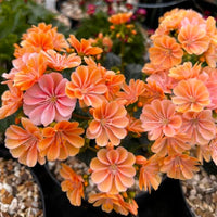 Lewisia Blumensamen zur Aussaat lang Blüte Saison Traditionssorte & ohne Gentechnik Samen Hausgarten
