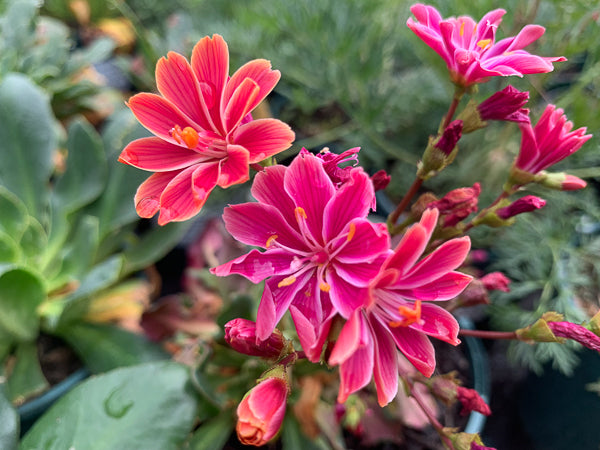 Lewisia Sunset Strain Gemischt Samen – ideal zur Aussaat
