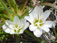Weiß Nevadensis Blumensamen zur Aussaat – elegant Weiß Blüten für Ihren Garten
