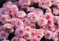 tief Rosa Chrysantheme Blumensamen zur Aussaat – Bestäuber freundlich – Traditionssorte & ohne Gentechnik Samen Hausgarten
