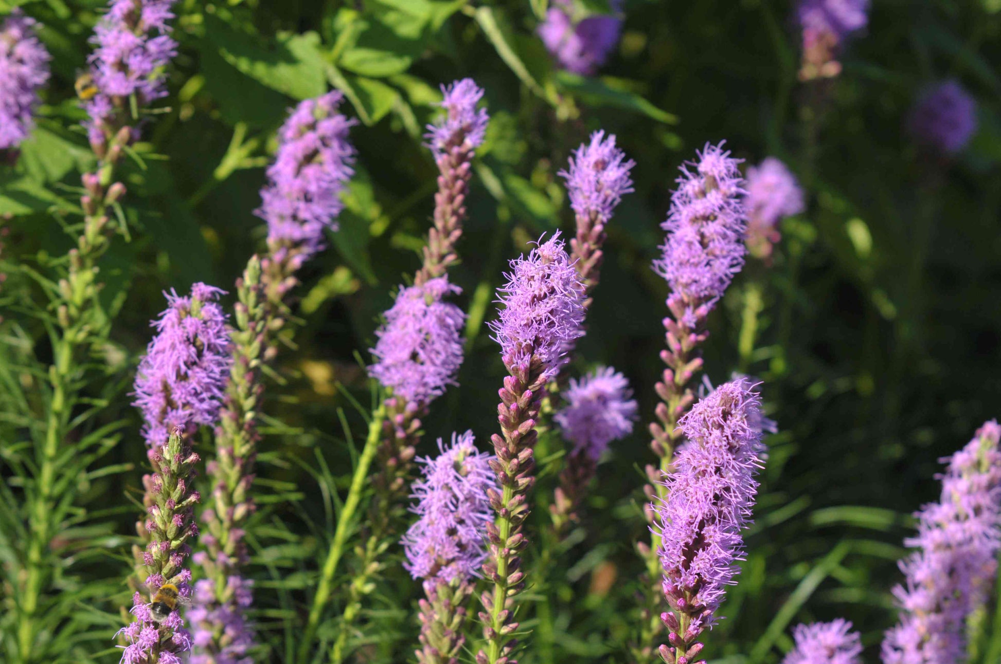 Violett Gayfeather Blumensamen – Blumensamen zur Aussaat – duftend Blüten – Traditionssorte & ohne Gentechnik Samen Hausgarten