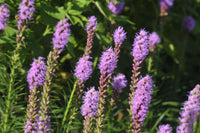 Violett Gayfeather Blumensamen – Blumensamen zur Aussaat – duftend Blüten – Traditionssorte & ohne Gentechnik Samen Hausgarten