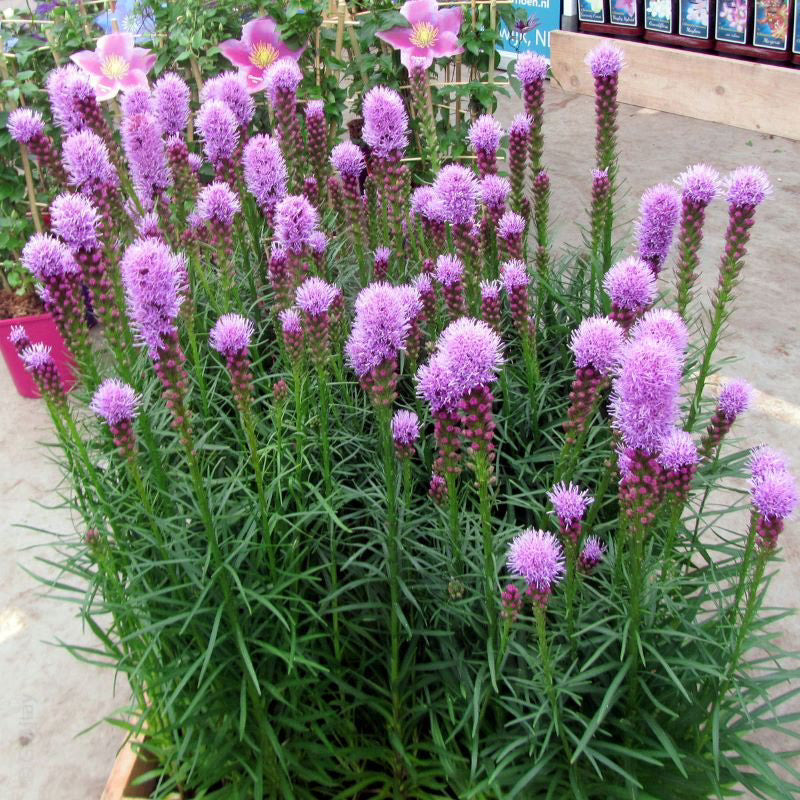 Prachtscharte Blumensamen zur Aussaat Bestäuber freundlich Traditionssorte & ohne Gentechnik Samen Hausgarten