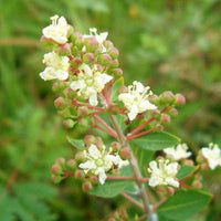 Lawsonia Inermis Blumensamen zur Aussaat Wildblume Mischung Traditionssorte & ohne Gentechnik Samen Hausgarten