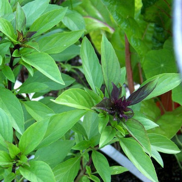 Mature Licorice Basil Pflanzen Anbau in Garten bed