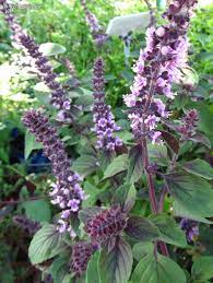 Licorice Basil seedlings Anbau in Kraut planter