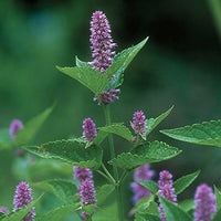 Licorice Mint Pflanze with purple blooms