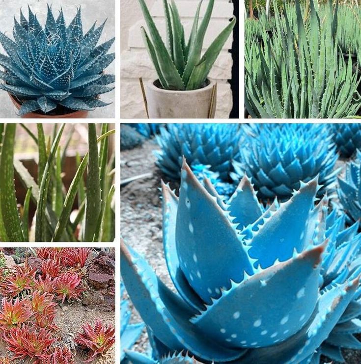Mature Light Blue Aloe Vera Pflanze with Fleshy Leaves
