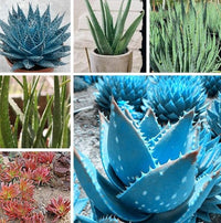 Mature Light Blue Aloe Vera Pflanze with Fleshy Leaves