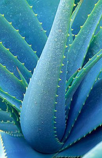 hochwertig gentechnikfrei Light Blue Aloe Vera Samen Pack