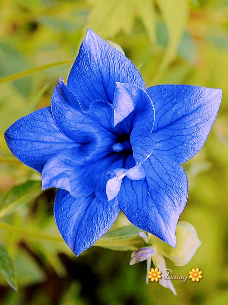 Light blau amaryllis samen for anpflanzung