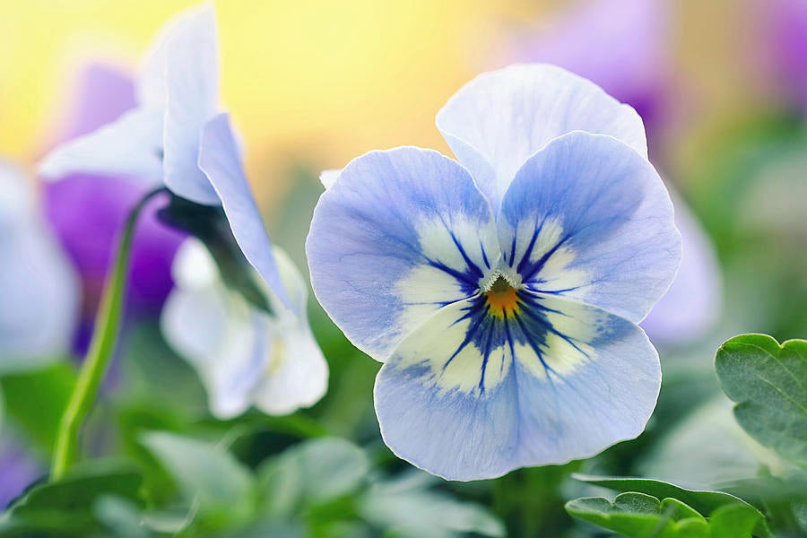 Vibrant pansy blume samen for anpflanzung blau and weiß displays