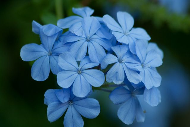Periwinkle vinca blume samen light blau
