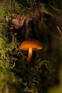 Helle brown pilz samen für aussaat